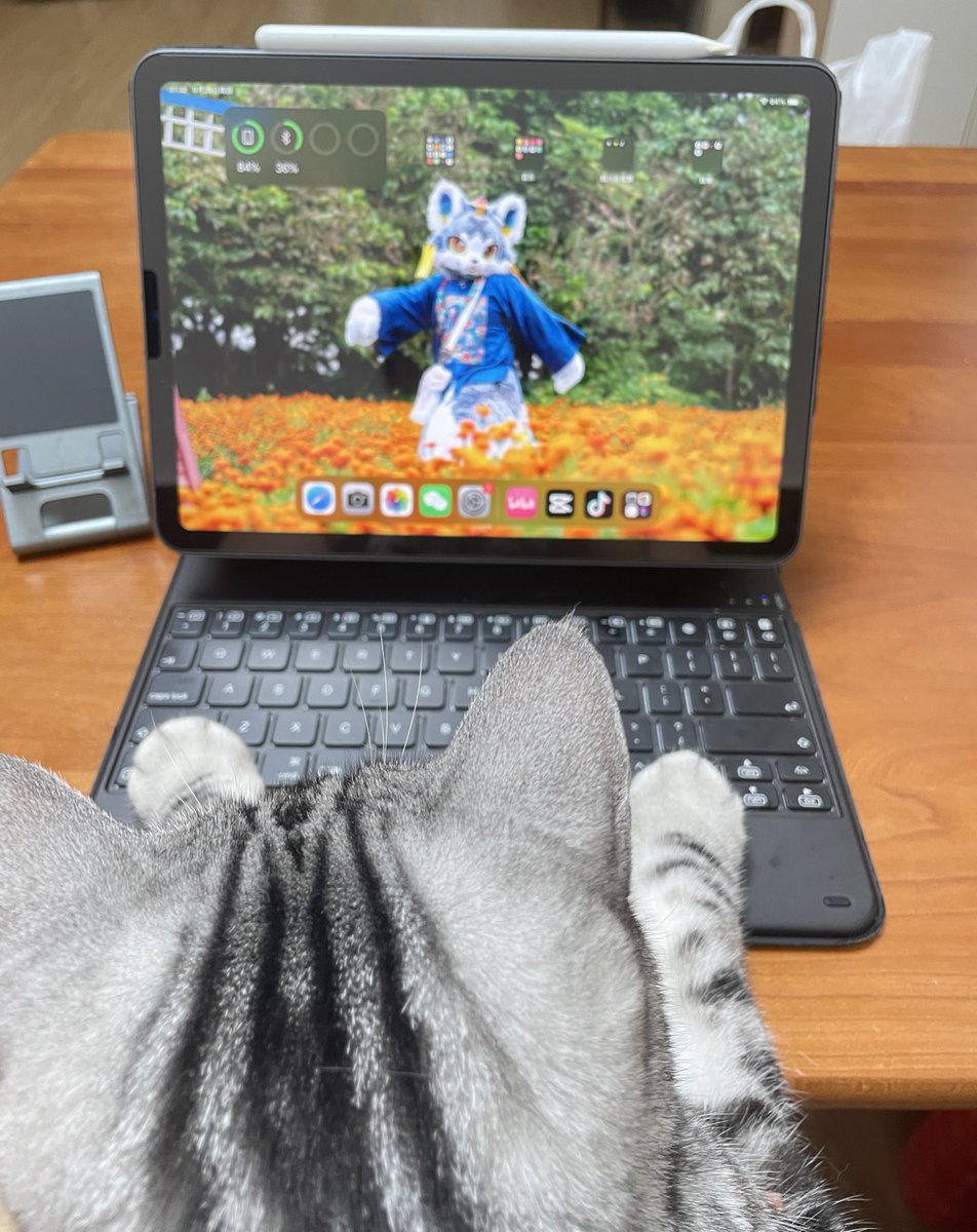 需要小猫帮我完成工作💼