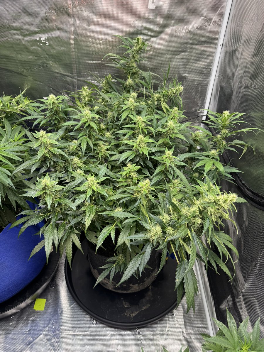 kelsseyyboo's tweet image. Glamor shots with @Fast_Buds #gorillaszkittles #autoflower at 60 something days #kboo 
@GreenRushNutes @hydroexpert @FishHeadFarms