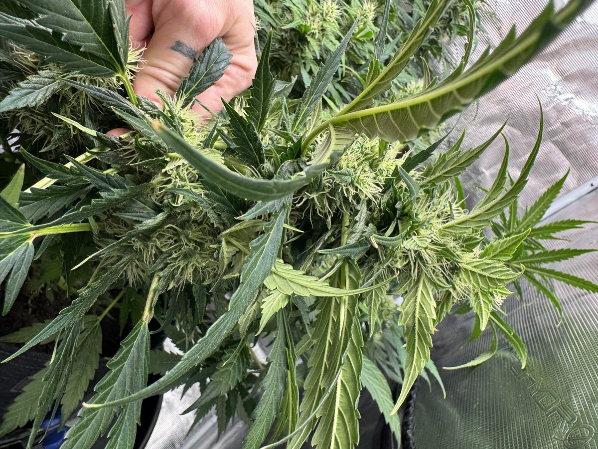 kelsseyyboo's tweet image. Glamor shots with @Fast_Buds #gorillaszkittles #autoflower at 60 something days #kboo 
@GreenRushNutes @hydroexpert @FishHeadFarms