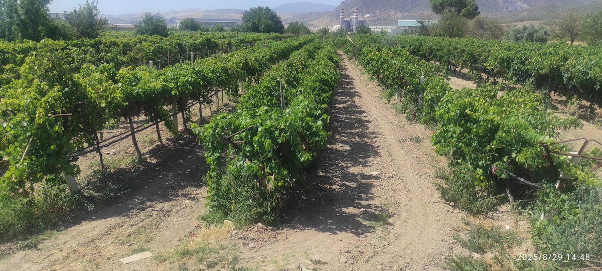 Bekili...
Ege'de bir kasaba 
Güzel bir kasaba...
İstanbul'da, şehirde
Bütün büyük şehirlerde yorulanların yaşamak için 
hayalini kurduğu kasaba...
(Bekili: Denizli'de bir ilçe)
