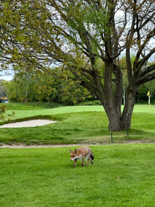 Legfcilkins's tweet image. Some chase the weekend I chase birdies. ⛳️ #OutdoorFun #GolfTime