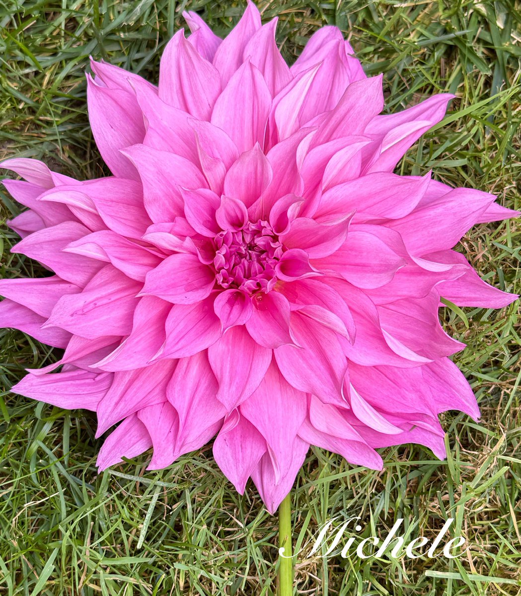 Cafe au Rose Dahlia…she’s a big girl…8 in. bloom! 😯🤭Have a happy Friday! 🌸🩷🥰 #flowers #flowersonfriday #FlowersOnX #FlowersOfX #GardeningX #pinkfriday 
#GardeningTwitter #mygarden #gardening #flowerphotography #Dahlia #NatureBeauty