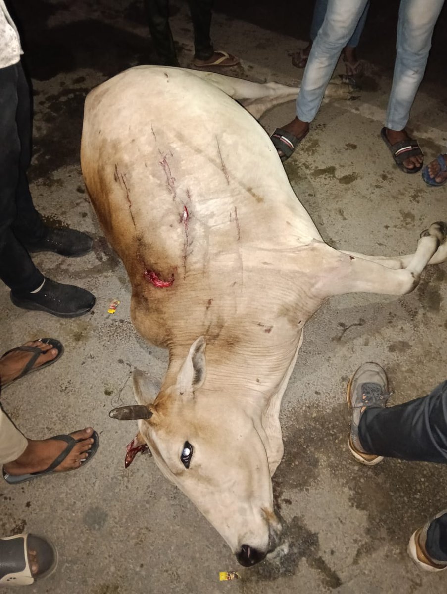 Shivanshu63066's tweet photo. महोदय समय करीबन 8:30 बजे बण्डा क्षेत्र के ग्राम आलमपुर में एक तेज रफ्तार रोडवेज ने इस गोवंश को टक्कर मार दी जिससे गाय की मृत्यु हो गई महोदय उचित कार्रवाई करने की कृपा करें @CMOfficeUP @adgzonebareilly @dmupsha @PetaIndia @Uppolice @shahjahanpurpol https://t.co/J4C18rdCbF