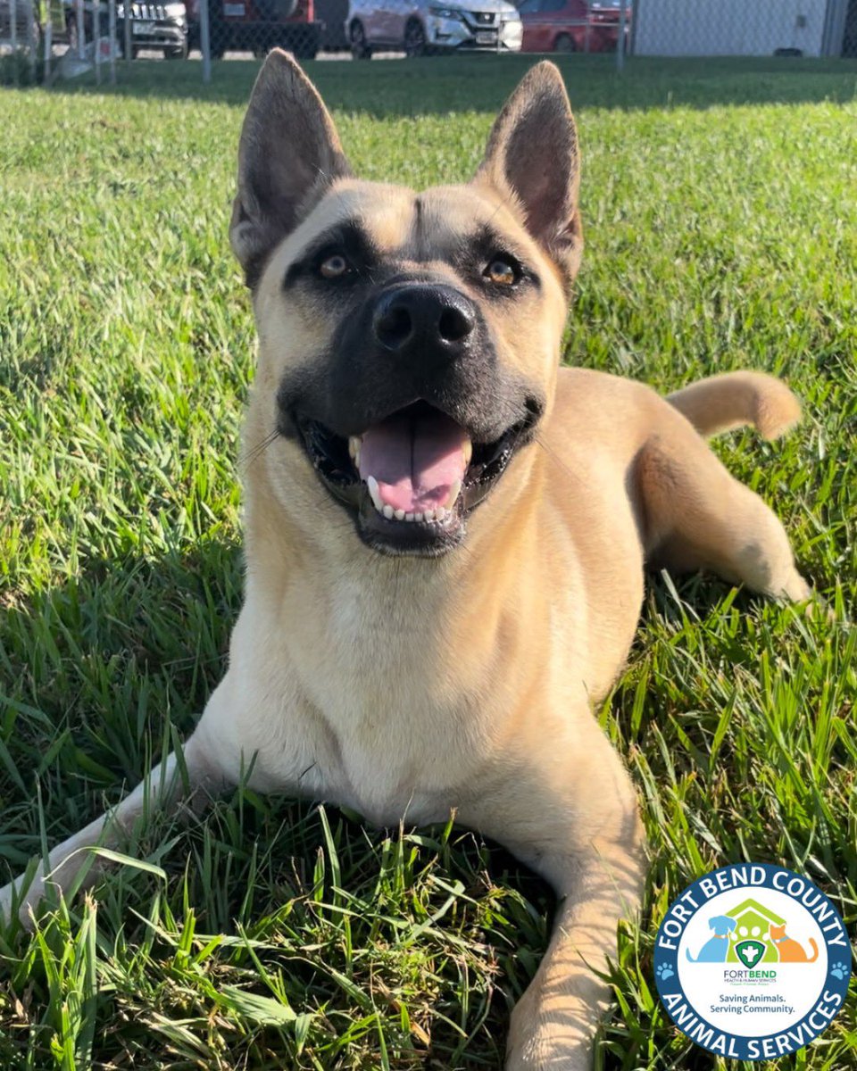 FBCASTX's tweet image. 🤩 Terrance - A050545 🤩

This lovable ham is also a gentleman! He&apos;s all about the belly rubs and quality time with his favorite humans. Terrance walks like a gentleman on a leash - no pulling - and seems to be potty trained. 

He’s a calm and affectionate companion who will