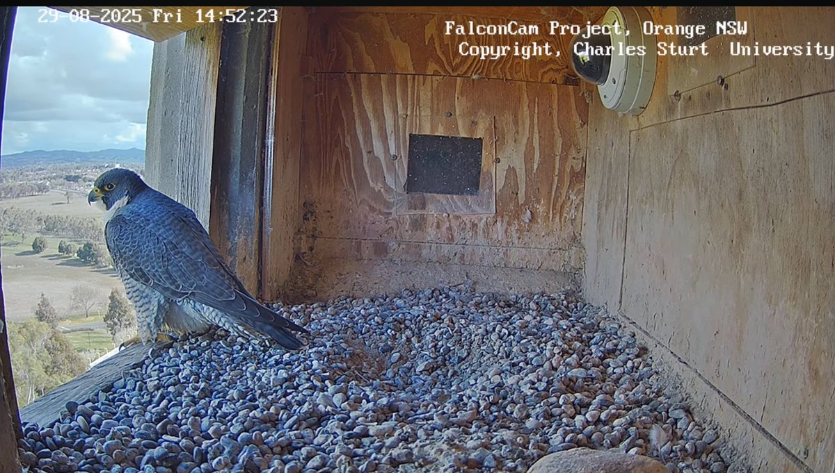 Falconwatch_'s tweet photo. 🔴 UPDATE…Orange, NSW 🔴
It seem the resident male here, Xavier has gone missing 😢 he was last seen on the 27th August.
Looks like there will be no eggs here this year 💔
📸 Falconcam Project, youtube .
📸 Charles Sturt university.
📝 Dr Cilla Kinross. https://t.co/hsMK0Zh3hr