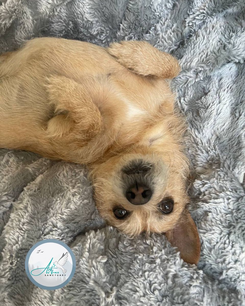 Toby says: "Have a great weekend everyone! 🐾☀️" Whether you're chasing squirrels or just soaking up the sun, make it a paw-some one! Visit arkofgracesanctuary.org  

#animalsanctuary #animal #world #adoptdontshop #animallovers #rescue #kindness  #animallover #dogs #cutedog