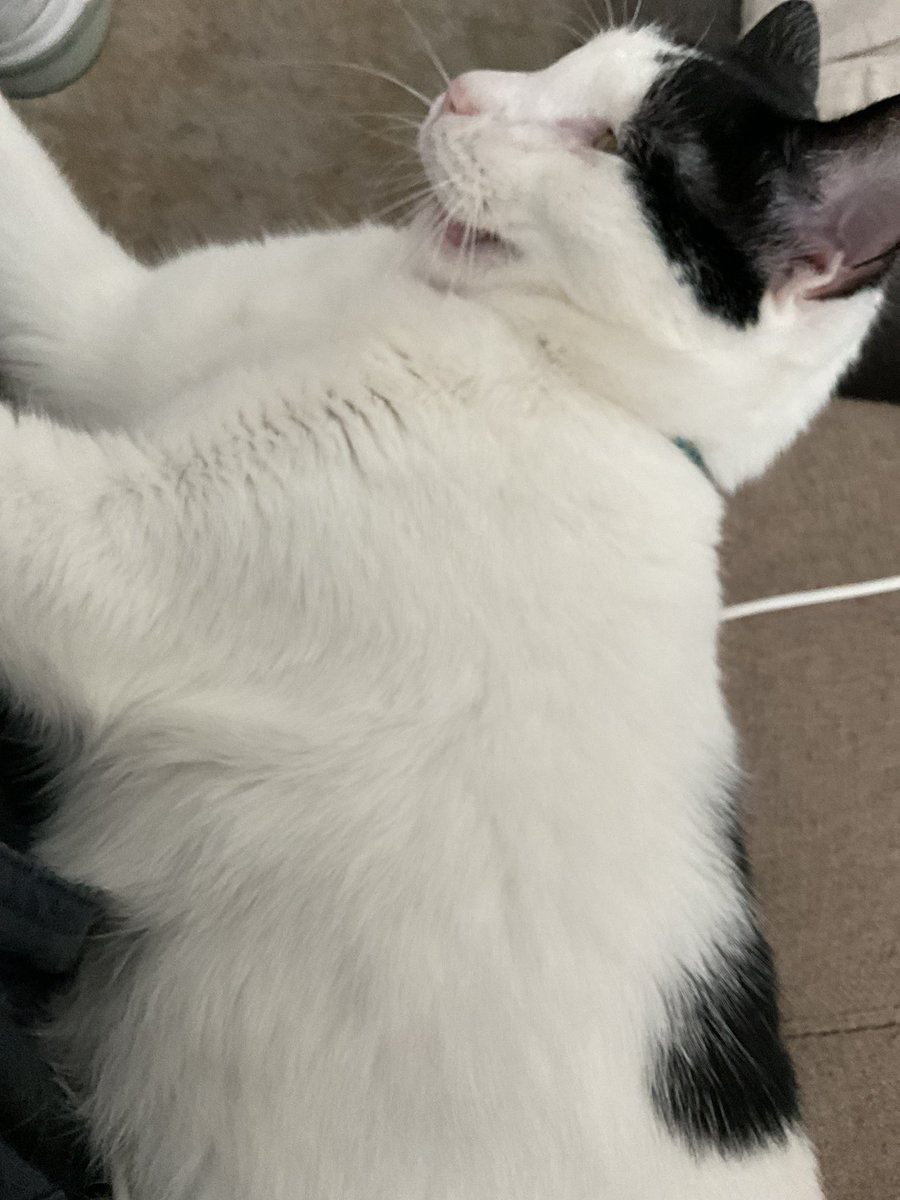 Olive&Greta&Cory tweet media