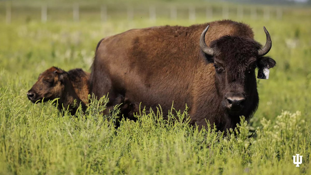 IU Bloomington (@iubloomington) on Twitter photo As IU Bloomington welcomes back the beloved bison mascot, one <a href="/IUONeill/">O'Neill School of Public and Environmental Affairs</a> graduate has been bringing bison back stateside and improving Indiana’s ecology. 🦬❤️
Alyssa Nyberg, the preserve coordinator of the Efroymson Prairie at Kankakee Sands in Northwest Indiana, an 8,400-acre As IU Bloomington welcomes back the beloved bison mascot, one <a href="/IUONeill/">O'Neill School of Public and Environmental Affairs</a> graduate has been bringing bison back stateside and improving Indiana’s ecology. 🦬❤️
Alyssa Nyberg, the preserve coordinator of the Efroymson Prairie at Kankakee Sands in Northwest Indiana, an 8,400-acre