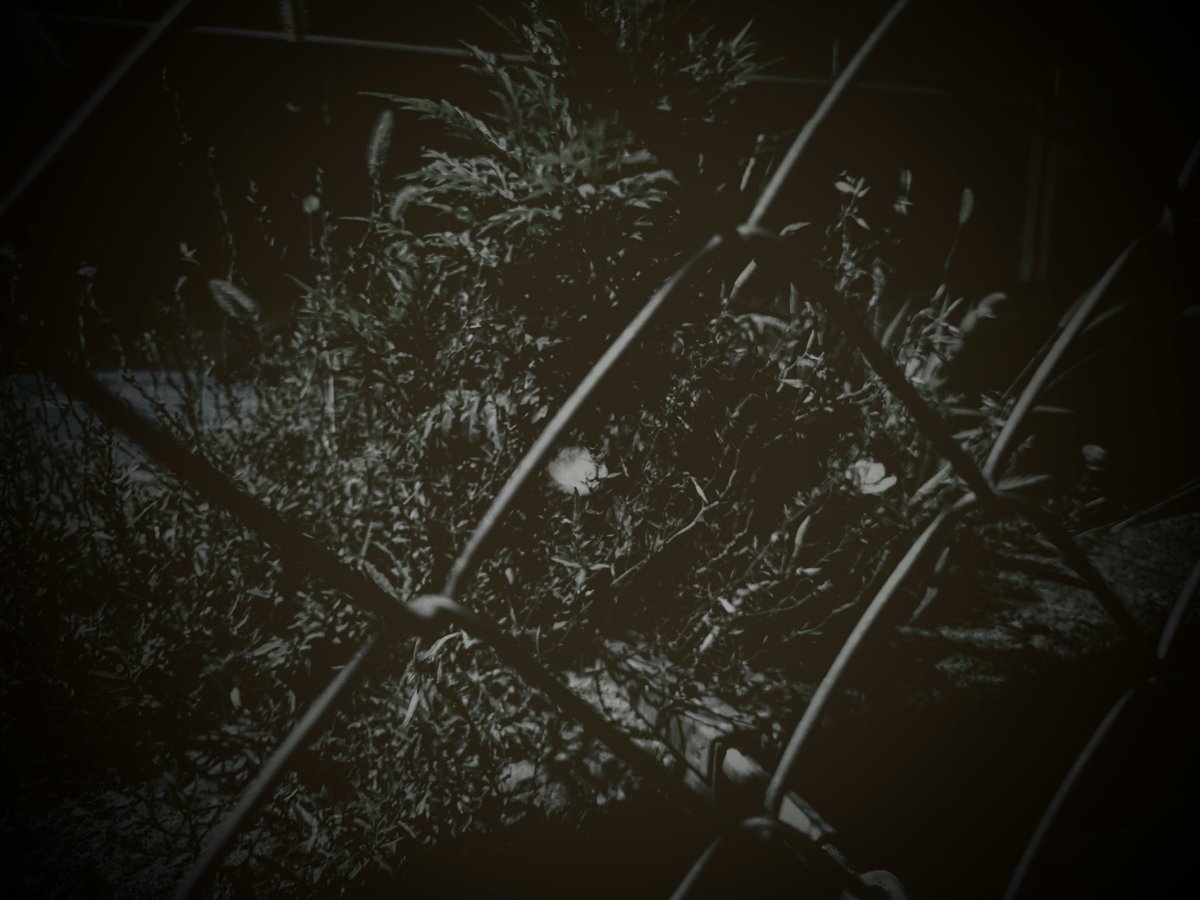 creaism's tweet photo. 2025.07 撮影
夜闇の道 みつめる瞳 月見草

#写真好きな人と繋がりたい
#キリトリセカイ 
#photograghy 
#街撮り
#夜闇
#月見草
#晩夏
#俳句 https://t.co/i5Fh3VGBFU
