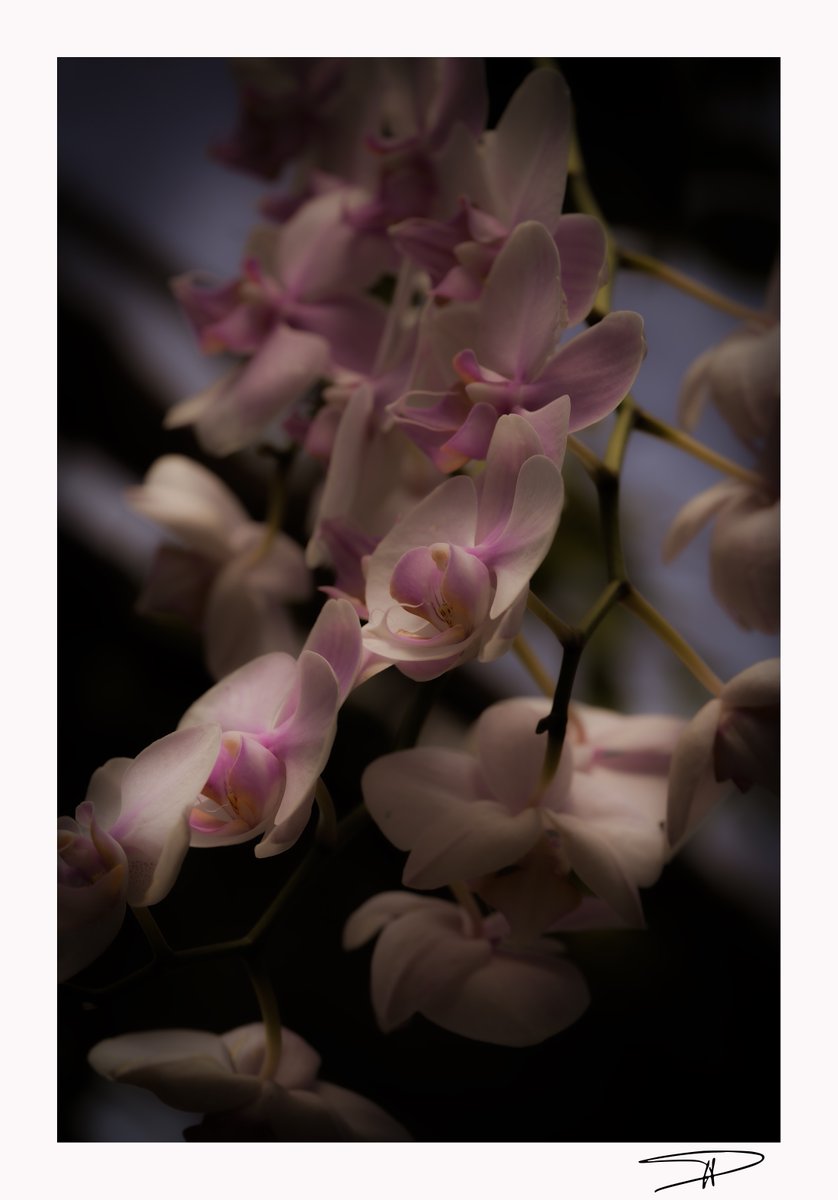 C'est un jardin extraordinaire !       
"Orchidées..."    
#jardindesmartels #tarn #occitanie      
23 août 2025