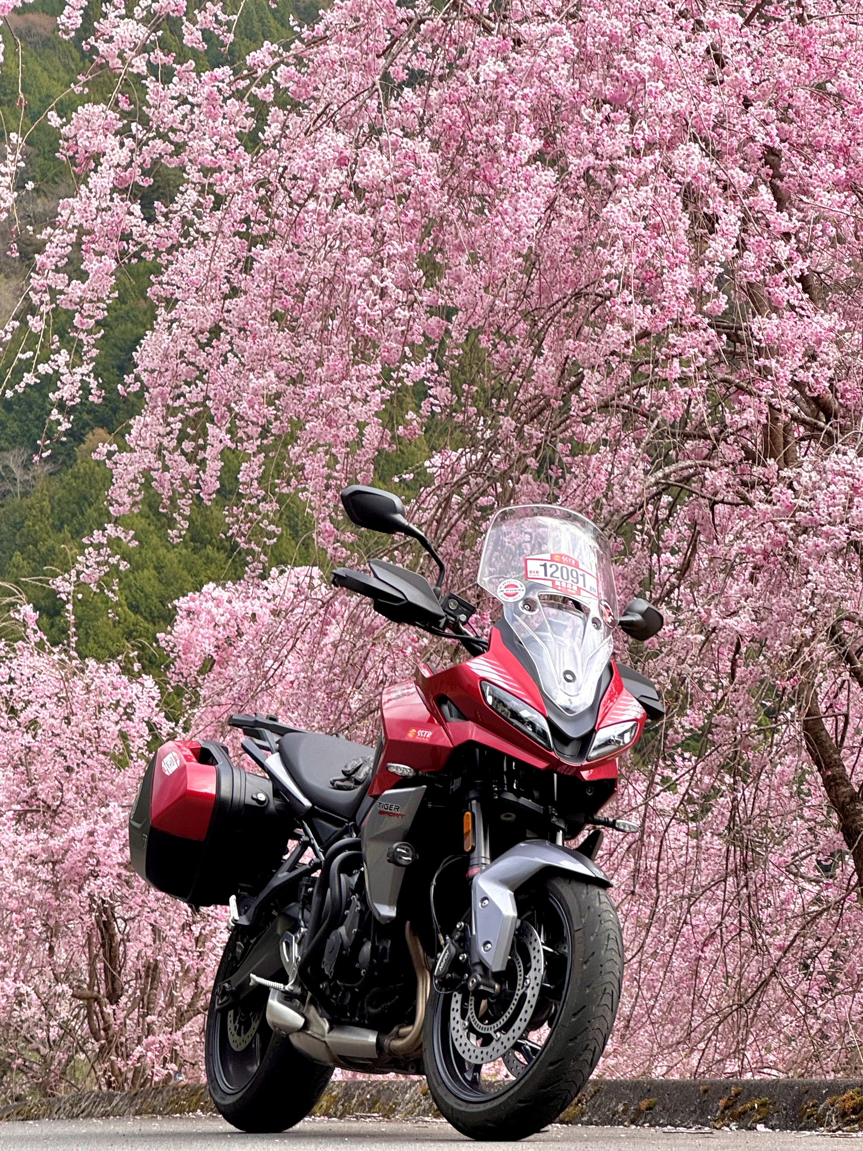 ◆桜❀◆ 京都市】桜 x 川 x 舟の風情🌸 | Trip.com 京都