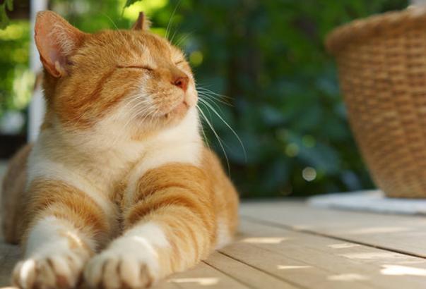 力を合わせよう！ 🐤