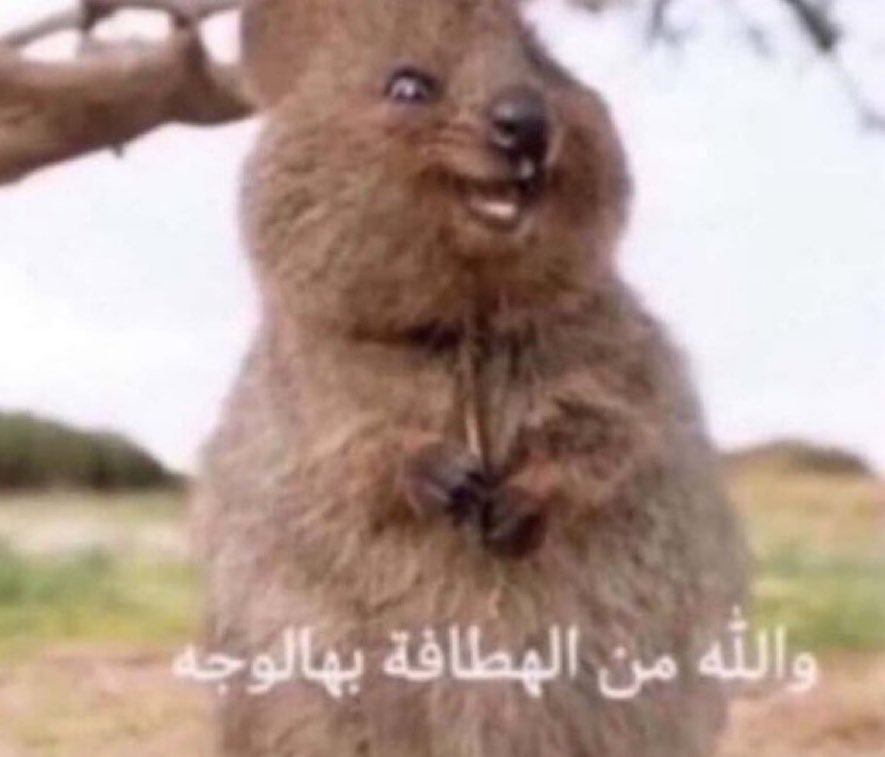 نغيمش سمي جده (@angamsh) on Twitter photo 