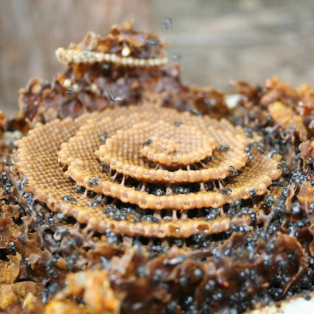 Unify's tweet image. "Such simple instincts as bees making a beehive could be sufficient to overthrow my whole theory." — Charles Darwin

#bees #beehive #honeycomb #naturalgeometry #sacredgeometry #hexagon #darwin #unify