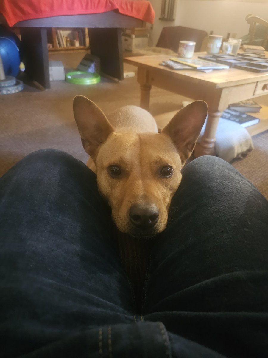 Happy Friday peeps 🥰 my plans this weekend are writing and spending time with the pup. On Sunday I'll socialize with people. I guess. 😬🤣😜