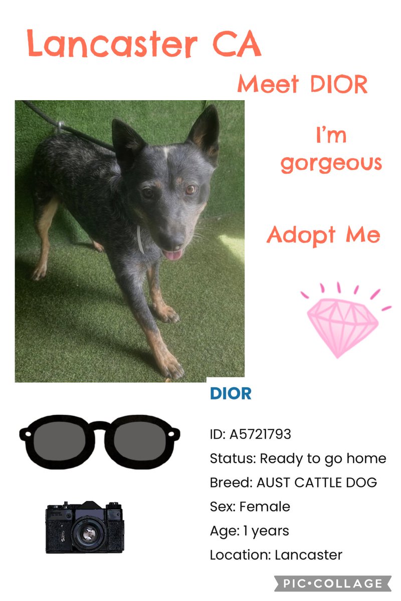 Meet DIOR <a href="/AnimaLancaster/">LancasterAnimalShelt</a> #A5721793 F 1yrs #Australian #CattleDog  she needs our HELP we are her voice to be #seen #saved #adopted #fostered #rescued she is quite adorable 🥰 Shelter packed so if VIEWING #REPOST vital for Looks promotion <a href="/mapleveewesem/">Maple 🐕 🎹 🎸 💙</a> ‼️🚨🙏