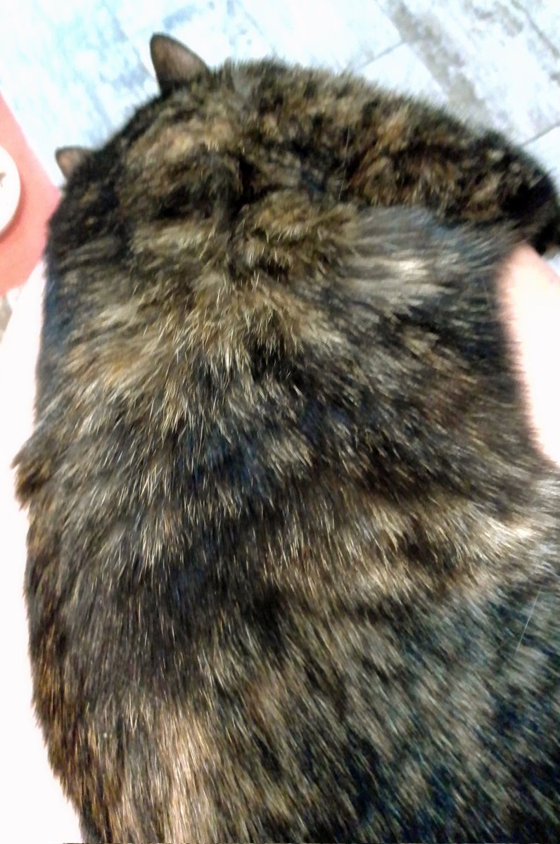 Ось - подбала про теплий хутряний пледик з вушками для довгих холодних вечорів. 
Тож у кого немає кота, час задуматись. Зима близенько!
Наприклад, у пана <a href="/binas1976/">Петро Бінас</a> є чудові варіанти!