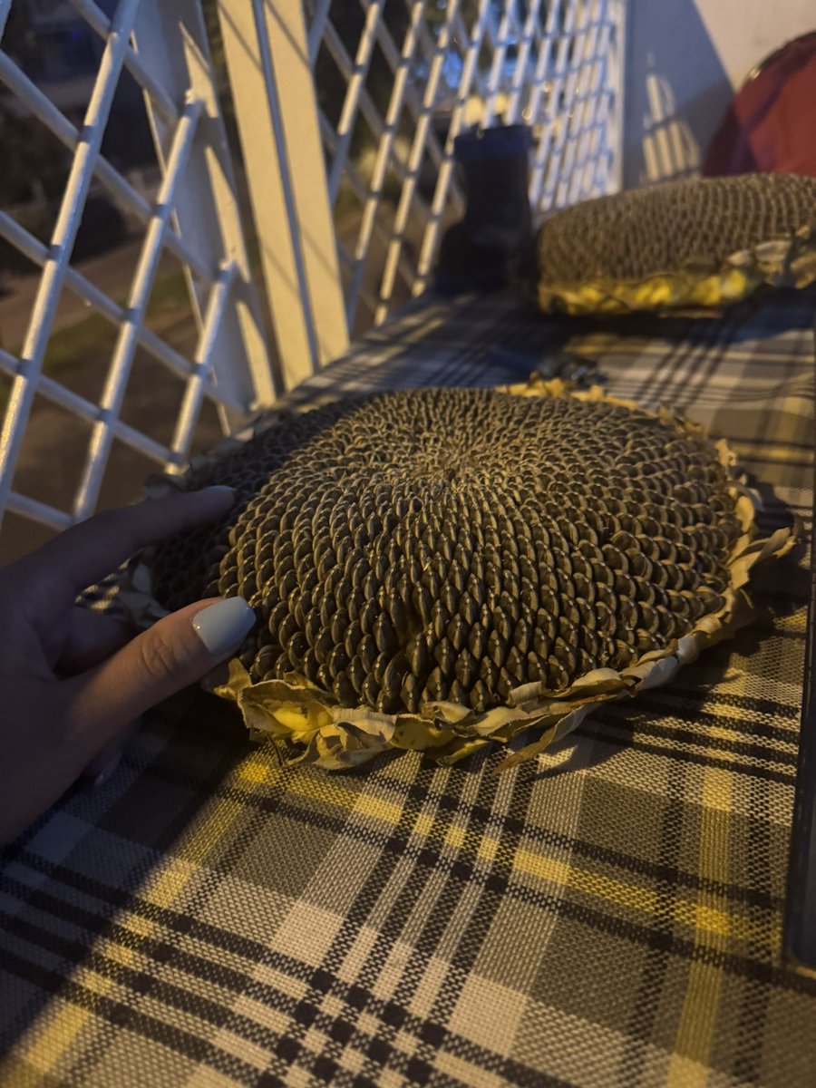 Yaş nohuttan sonra en rafine zevk budur. Aksini iddia eden şöyle böyledir.