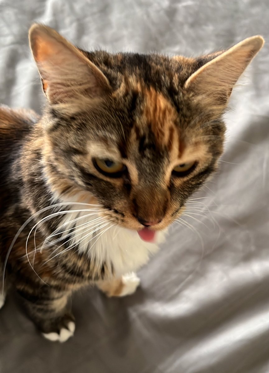 Ya que muchos no sabían, les presento a la Aurora, la hermanita de Kaly. 

Mi niña también está llevando este luto conmigo, estoy preocupándome de que coma, tome agüita, que se sienta acompañada y amada, mi bebita busca a su hermanita en la casita, cada vez que se abre la puerta