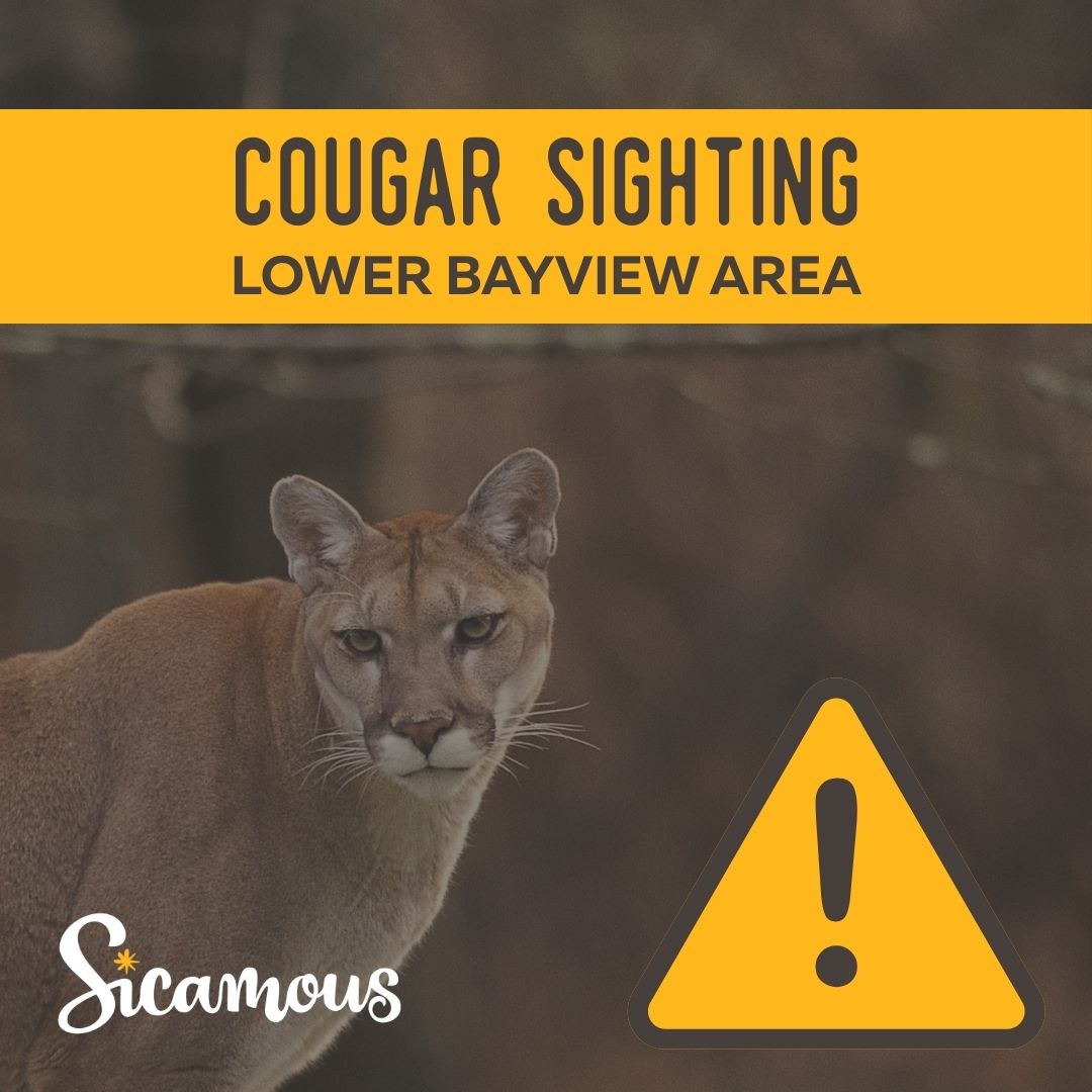 The District of Sicamous has received reports of a cougar sighting in the lower Bayview area. Please be cautious!⚠️

To report a conflict with wildlife that threatens public safety, please call the Conservation Officer Services dispatch at 1-877-952-7277.
#Sicamous