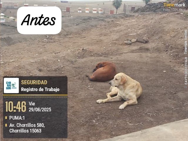 Municipalidad de Chorrillos tweet media