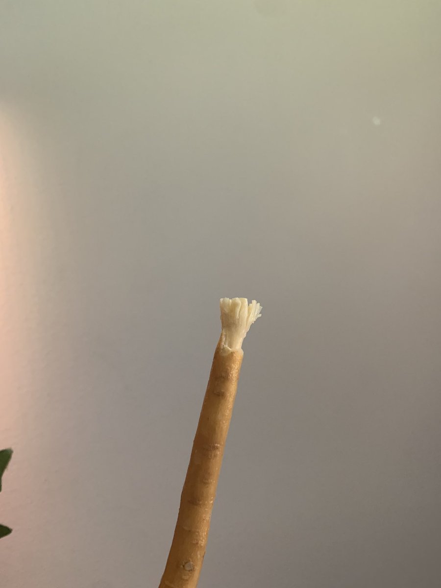Enoch (@brother_enoch_) on Twitter photo So you are telling me there has been a natural tooth brush with no micro plastics this whole time? So you are telling me there has been a natural tooth brush with no micro plastics this whole time?