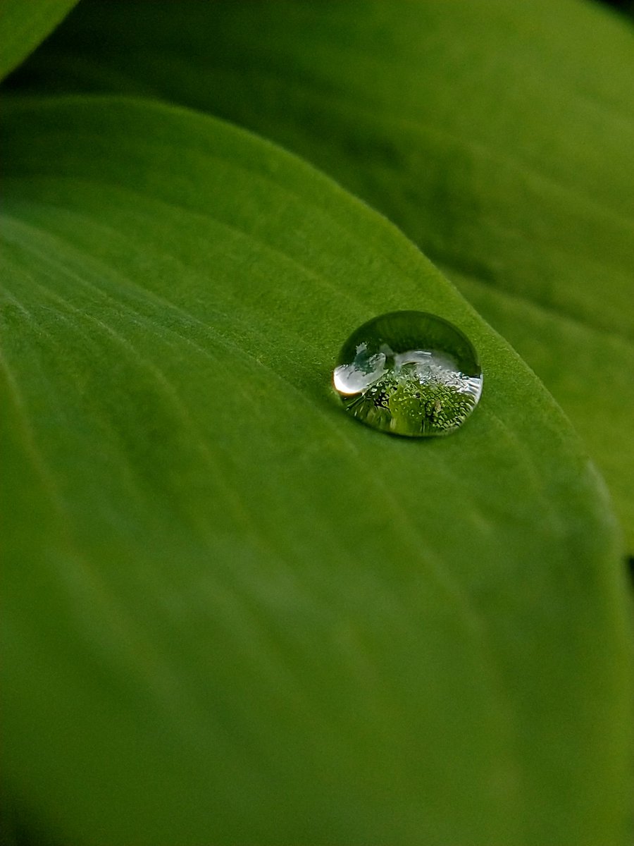 SewellLeigh's tweet image. Singularity 😊💧

#macro #nature #raindrop #fridaymorning #macrophotography
