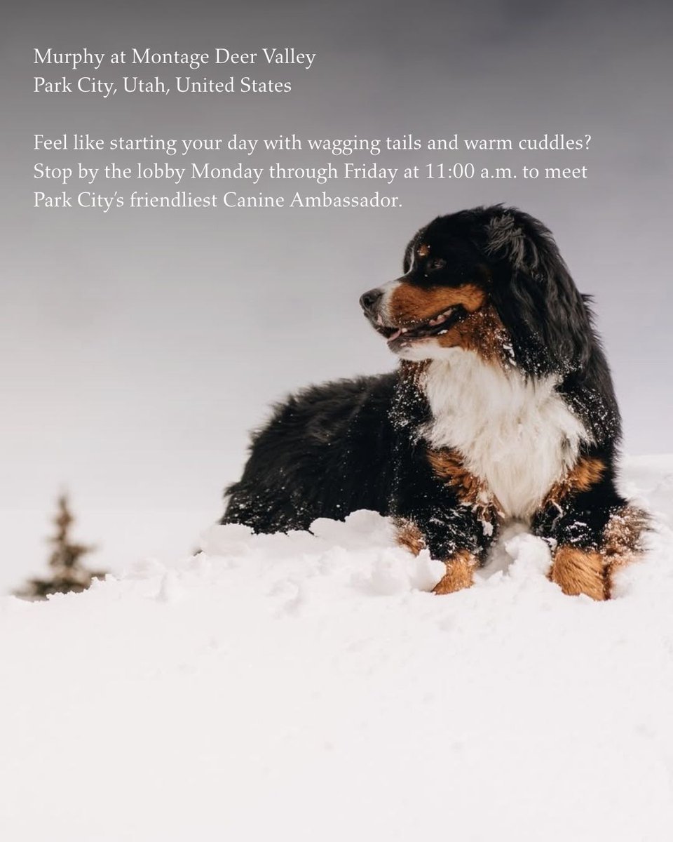 Not all VIPs have room keys. 🐾
From daily duck parades to a pony named Cupcake, our hotels are home to some unforgettable mascots.

It’s luxury travel, with a little extra personality.
Would you book a stay just to meet them? 👀👇
#ThePreferredLife #HotelMascots #LuxuryTravel