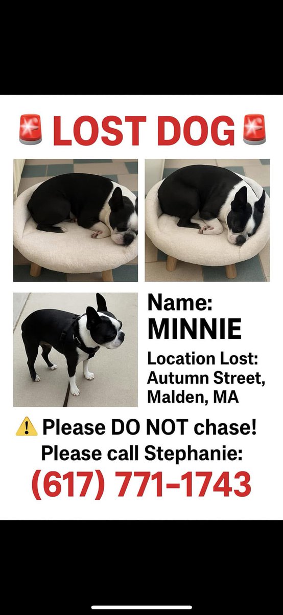 Nighttrain (@nightrain1982) on Twitter photo <a href="/kirkmin/">Kirk Minihane</a> <a href="/kirkminshow/">The Kirk Minihane Show</a> if any minifans in the malden area has seen this dog let me know. it’s my sisters dog. <a href="/kirkmin/">Kirk Minihane</a> <a href="/kirkminshow/">The Kirk Minihane Show</a> if any minifans in the malden area has seen this dog let me know. it’s my sisters dog.
