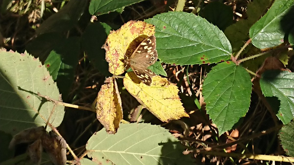 Bambigoesforth's tweet photo. Some of the #wildflowers and #butterflies in #Roughfields this afternoon.
#summer #nature 🦋
@savebutterflies https://t.co/Al7lHQPAuM