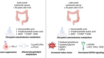 A new <a href="/Johnsonlab_yale/">Caroline H Johnson</a> study compares tumor metabolomes in early- vs late-onset #colorectalcancer, revealing distinct metabolic + immune features that could inform more tailored treatment strategies.
sciencedirect.com/science/articl… 
<a href="/SmilowCancer/">Smilow Cancer Hospital</a> <a href="/sajkhanmd/">Sajid Khan</a> <a href="/YaleGICancers/">Center for Gastrointestinal Cancers</a>