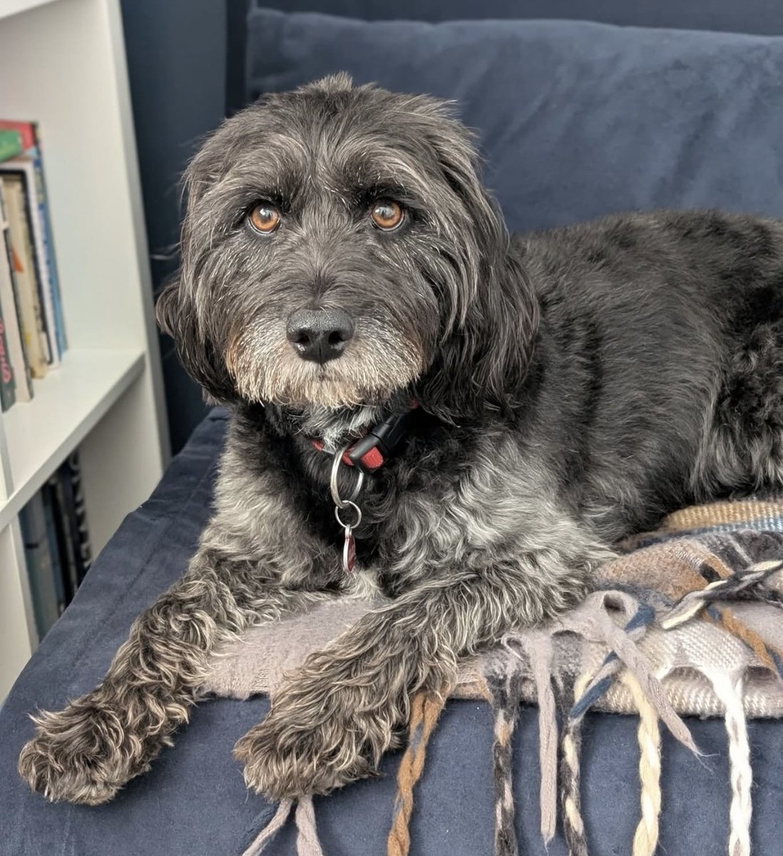 millypod1's tweet image. 🆘28 AUG 2025 #Lost Charlie #ScanMe
NERVOUS Black &amp;amp; Grey Cockerpoo Male 
Bunkers Park #HemelHempstead #Hertfordshire #HP3
doglost.co.uk/dog/199790