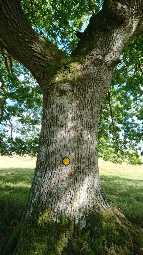 Dr Janet Lees (@bambigoesforth) on Twitter photo Some #fingerposts near Bala from this week's adventures with Bambi.
#walking #summer #nature #trees #FingerpostFriday
<a href="/FingerpostFri/">Fingerpost Friday</a> Some #fingerposts near Bala from this week's adventures with Bambi.
#walking #summer #nature #trees #FingerpostFriday
<a href="/FingerpostFri/">Fingerpost Friday</a>