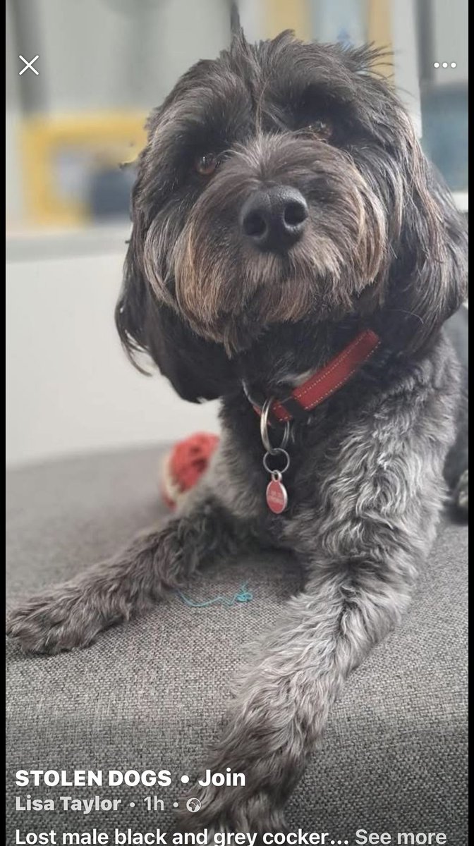 millypod1's tweet image. 🆘28 AUG 2025 #Lost Charlie #ScanMe
NERVOUS Black &amp;amp; Grey Cockerpoo Male 
Bunkers Park #HemelHempstead #Hertfordshire #HP3
doglost.co.uk/dog/199790