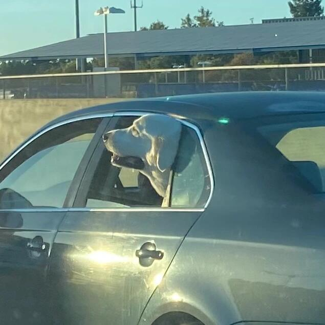 Seraphina97696's tweet image. A dog leans out the car window, enjoying the breeze and the world around him. This free and healing look is instantly adorable. 💗 Life's little beauties are hidden in these moments
 #HealingMoments #DogDaily #CutePets #FreeAsTheWind