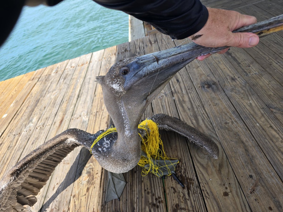 Just deployed our net gun to rescue a Brown Pelican with a fishing hook and line entanglement at Sunset Key. The hook and line were removed on scene, and the Pelican was released immediately. keywestwildlifecenter.org