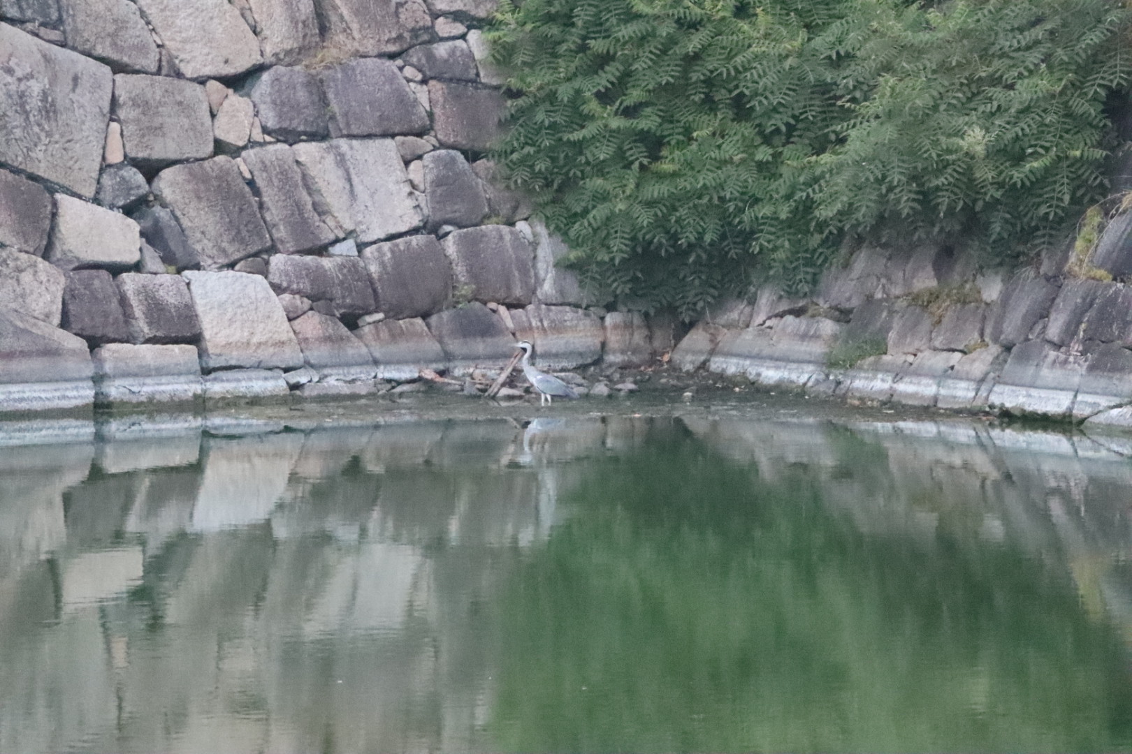 KEN-S@大阪城野鳥探鳥 on X: 