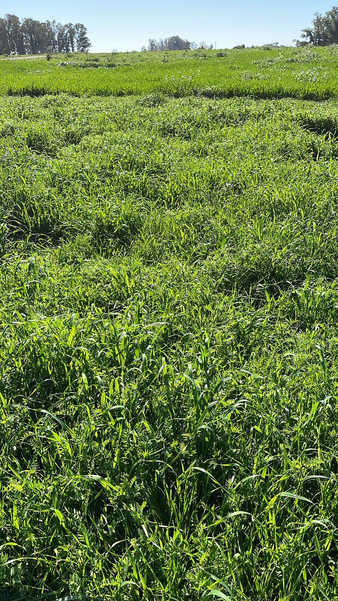 👉Experimento de rotaciones con cultivos de servicio

🌱En el marco del Proyecto FPTA 418, estamos trabajando en la EEMAC, Paysandú, con el objetivo de evaluar los servicios ecosistémicos provistos por los cultivos de servicio (CS) a corto y mediano plazo.

📸 Compartimos fotos