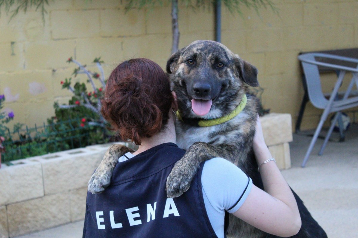 Protectora de Málaga (@protemalaga) on Twitter photo Fuggi, 15/08/2023, tamaño mediano
Su carácter es de un cachorro típico, tiene energía para dar y regalar. Adora a las personas, pues cada vez que nos ve viene corriendo a llenarnos de besitos. No permitas que una perrita tan joven esté encerrada
📩:moduloc@protectoramalaga.com Fuggi, 15/08/2023, tamaño mediano
Su carácter es de un cachorro típico, tiene energía para dar y regalar. Adora a las personas, pues cada vez que nos ve viene corriendo a llenarnos de besitos. No permitas que una perrita tan joven esté encerrada
📩:moduloc@protectoramalaga.com