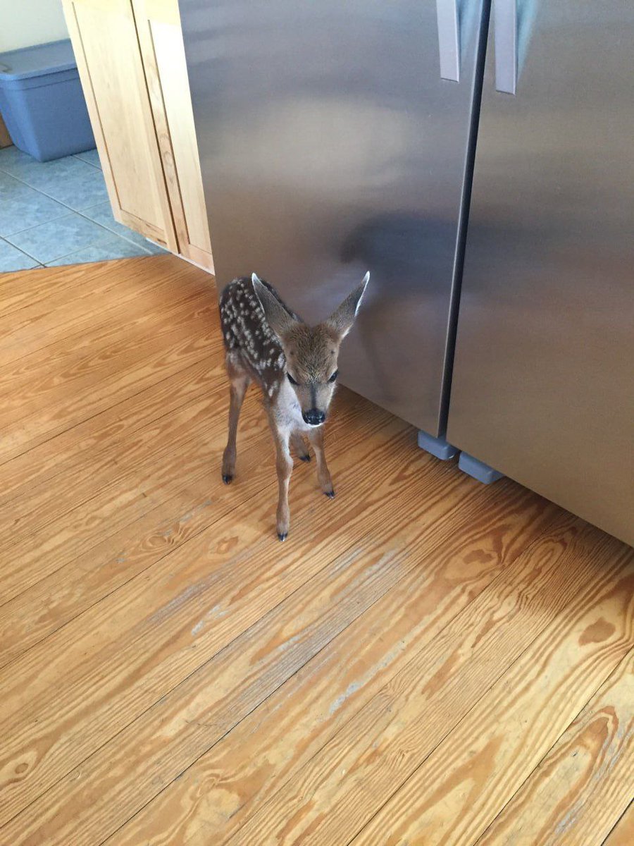 Deer in Places they Shouldn't Be (@deershouldnt) on Twitter photo 