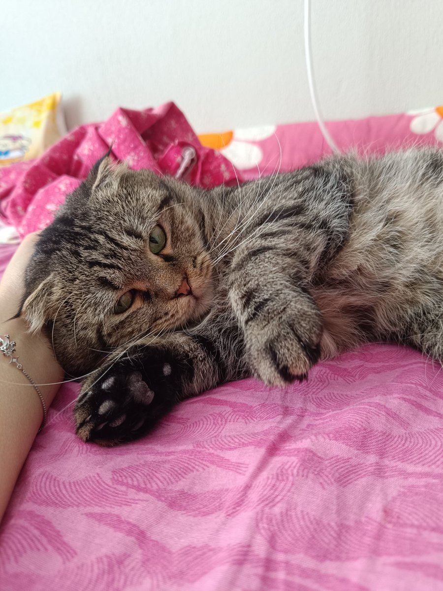 Bu güzel kediş hâlâ bir yuva bulamadı maalesef ki...