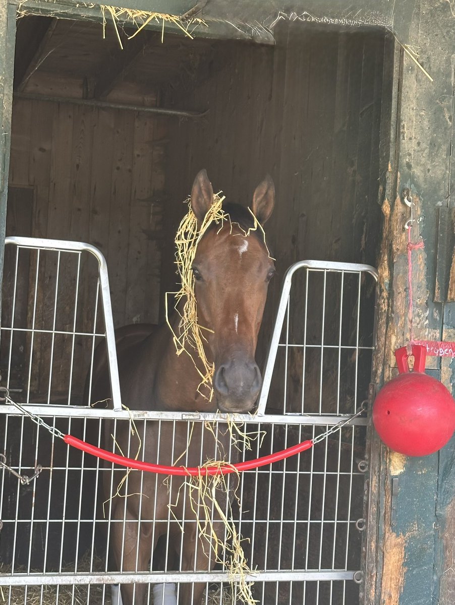 NITROGEN enjoying a leisurely afternoon at Saratoga. <a href="/AHughesMedia/">Alicia Hughes</a> <a href="/lmgriffjohnson/">Griffin Johnson</a>