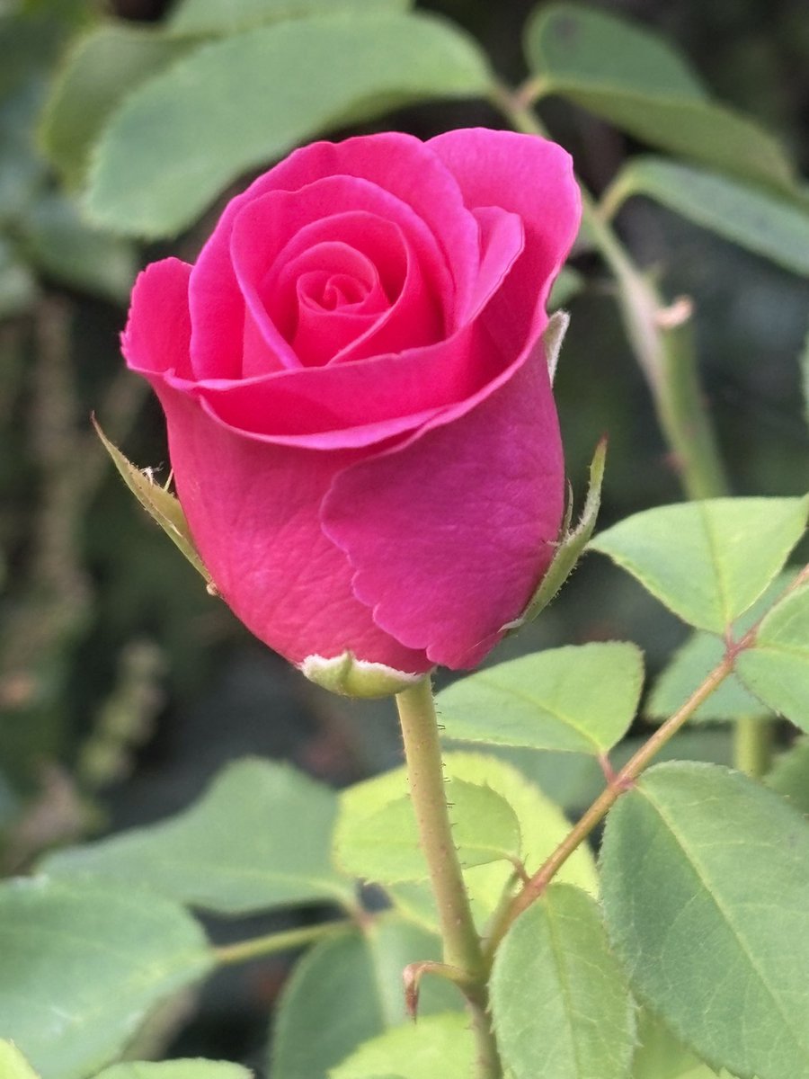 I chose today’s favourite rose and then Sir Clough demanded a recount with a perfect boutonnière bud. I couldn’t resist. 
#roses #myroses #mygarden #gardening #gardeningtwitter #GardeningX