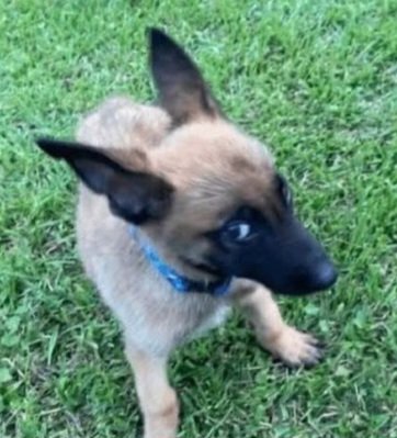 *gulp*
...I can, shapeshift–