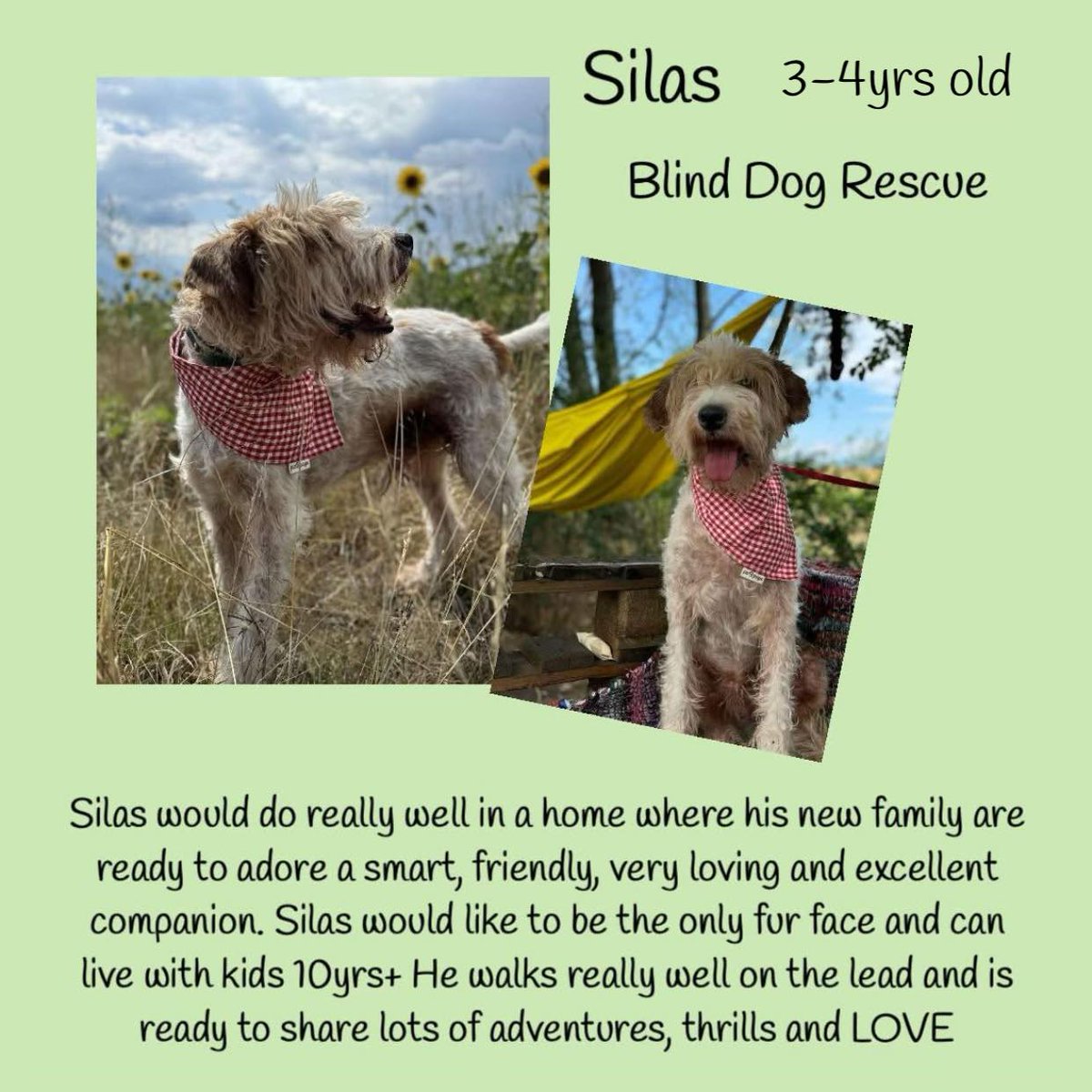 SILAS is a lovely lad who has been waiting for a home for TWO YEARS! He would like a home without any other canines because he tends to be dominant, he isn't at all nasty he just likes to assert himself, &amp; that is only a good thing as, being blind, it means he doesn't let that