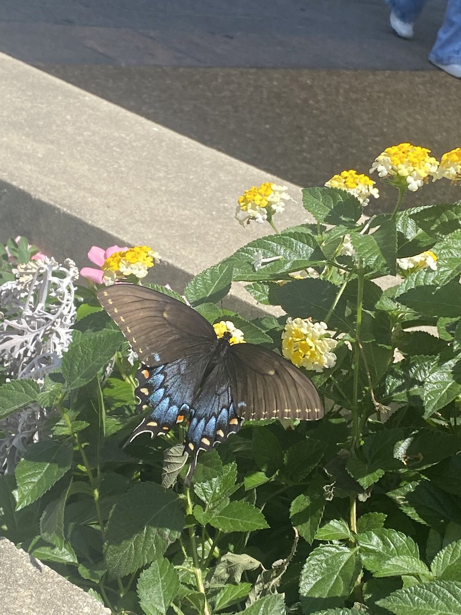 ….butterfly…. :)