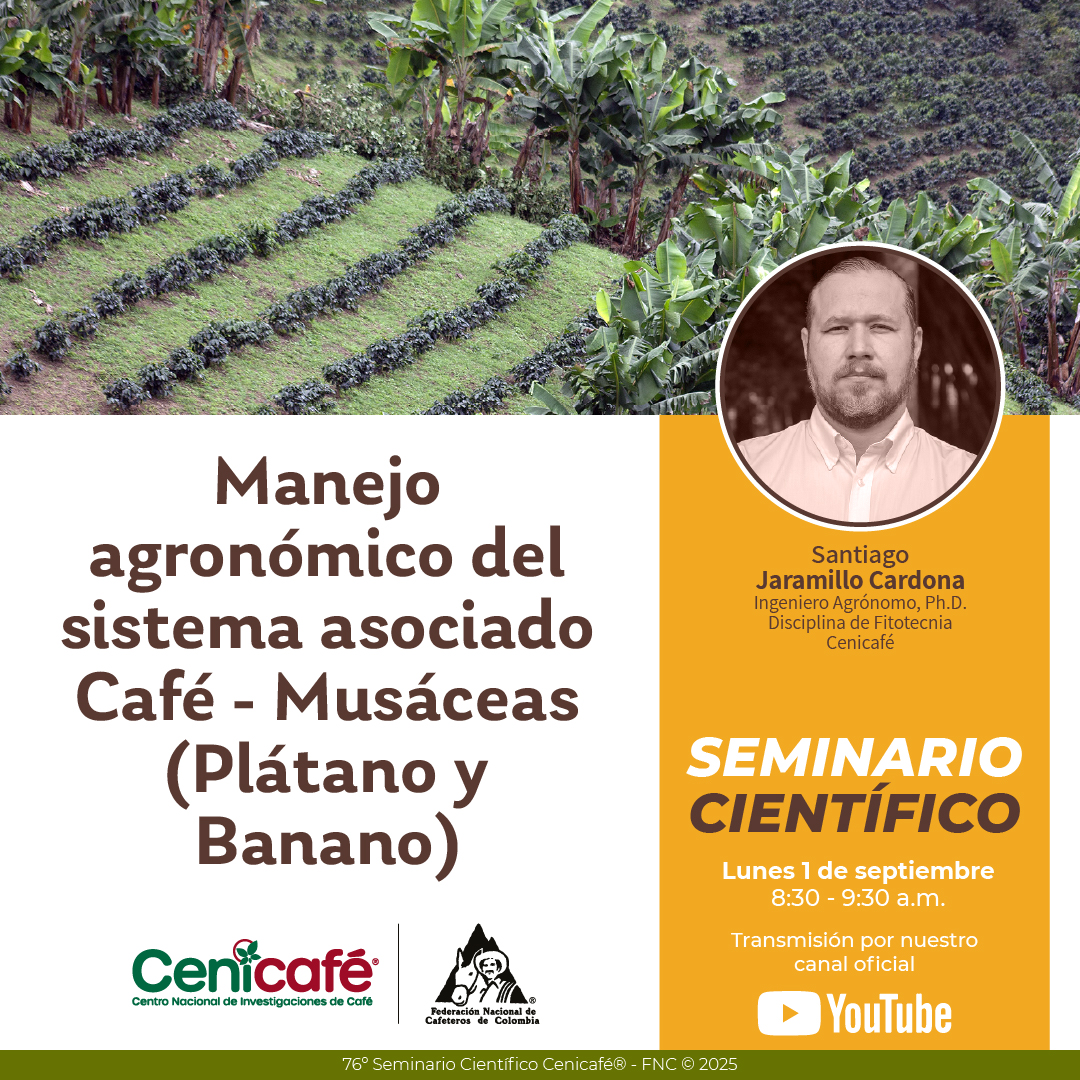 cenicafe's tweet image. Seminario científico: manejo agronómico del sistema asociado Café- Musáceas (Plátano y Banano).

🗓️Lunes 01-Sep-25
⌚️08:30 a.m.

Participe en youtube.com/c/Cenicaf%C3%A… 

Más Información acortar.link/H6hg8G

#cenicafe
#MásFederación
#caficultura
#caficultores