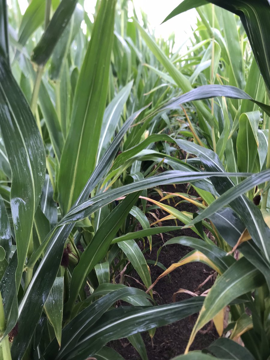 It’s been a very busy week looking at maize trials and demos all over the place, highlight was seeing this monster working near Grantham. Thanks to Sarah and Tom for their time and for hosting us again.