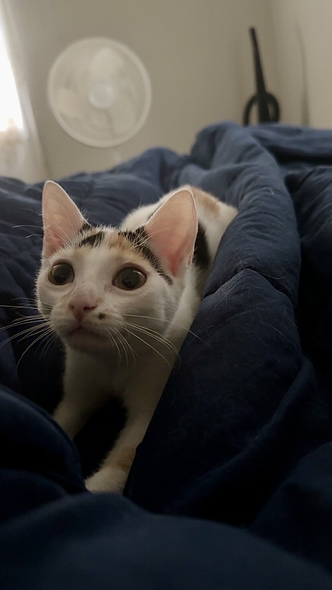 Imagine waking up from a nap to this creature staring at you