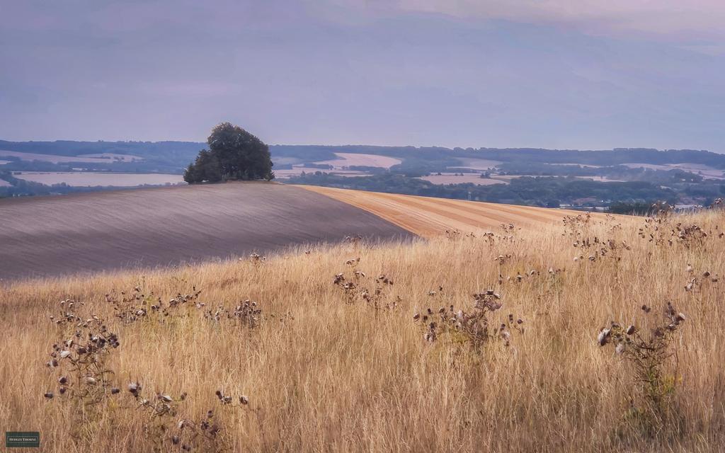 𝙃𝙚𝙙𝙡𝙚𝙮 𝙏𝙝𝙤𝙧𝙣𝙚 tweet media